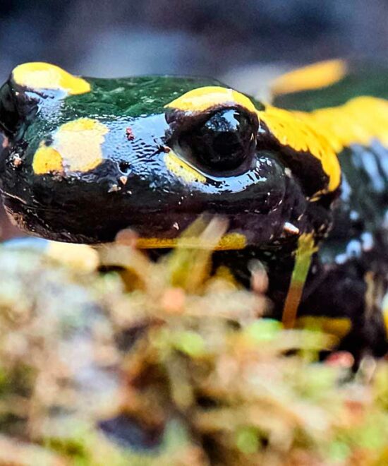 Salamander im Moos