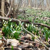 Die Märzenbecher-Aue bei Ballenstedt zeigt erste Blüten.