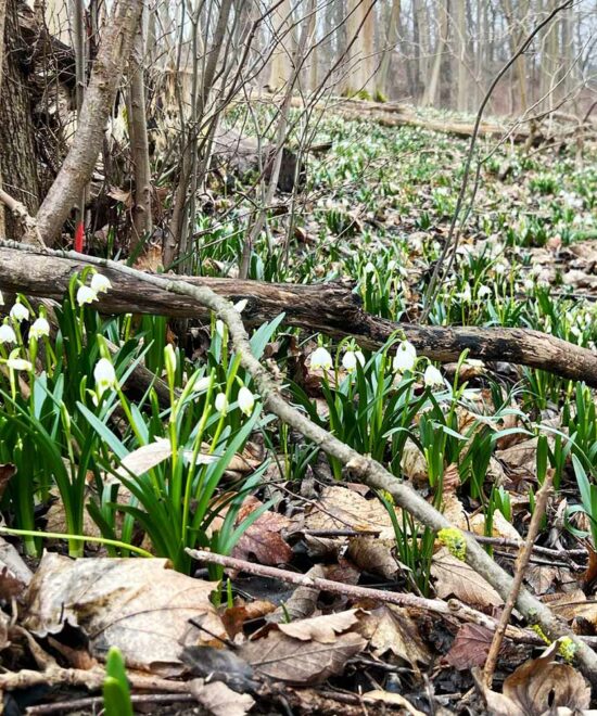 Der Countdown zum Frühlingserwachen läuft