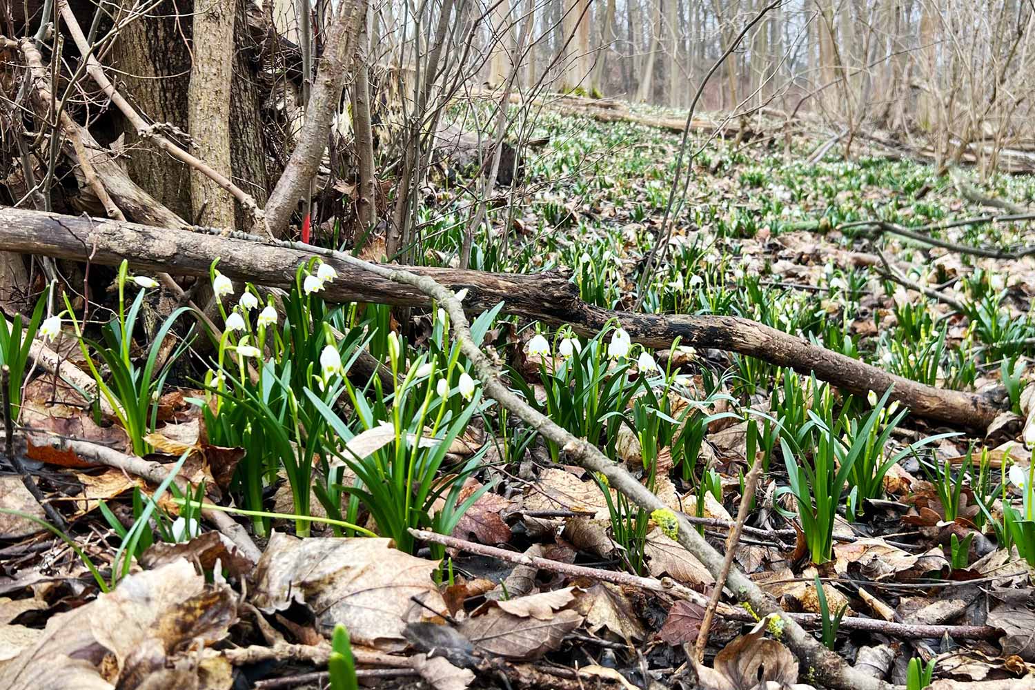 Die Märzenbecher-Aue bei Ballenstedt zeigt erste Blüten.